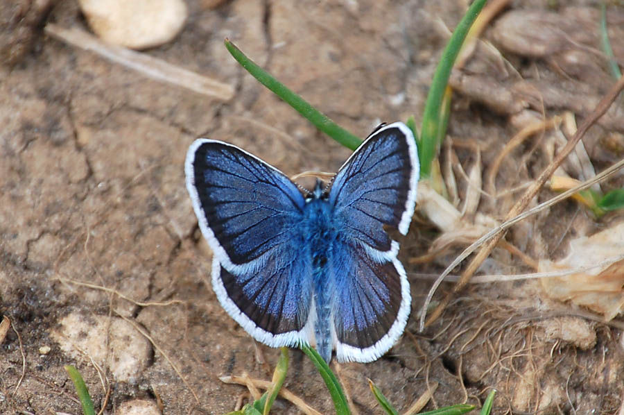 Plebejus (Plebejus) cfr. argus (maschio)